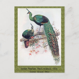 Carte Postale Paon vert, Pavo muticus, monographie de 1872 de Ph