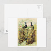 Carte Postale Paons vintages (Devant / Derrière)