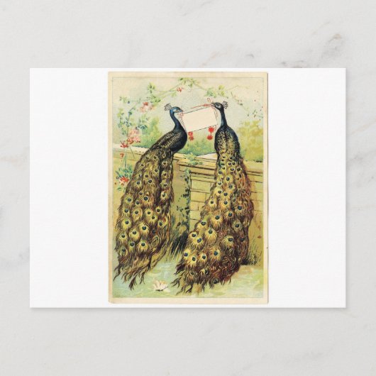 Carte Postale Paons vintages (Devant)