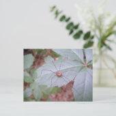 Carte Postale Papa Long Jambes (Debout devant)