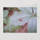 Carte Postale Papa Long Jambes (Devant)