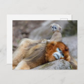 Carte Postale Papa singe à nez doré avec bébé (Devant / Derrière)