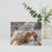 Carte Postale Papa singe à nez doré avec bébé (Debout devant)