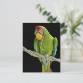 Carte Postale Papagei - Postkarten (Debout devant)