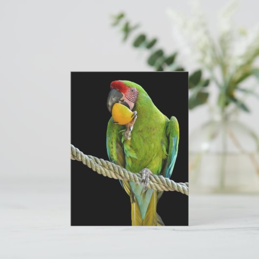 Carte Postale Papagei - Postkarten (Debout devant)
