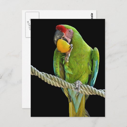 Carte Postale Papagei - Postkarten (Devant / Derrière)