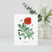 Carte Postale Papaver rhoeas (Debout devant)