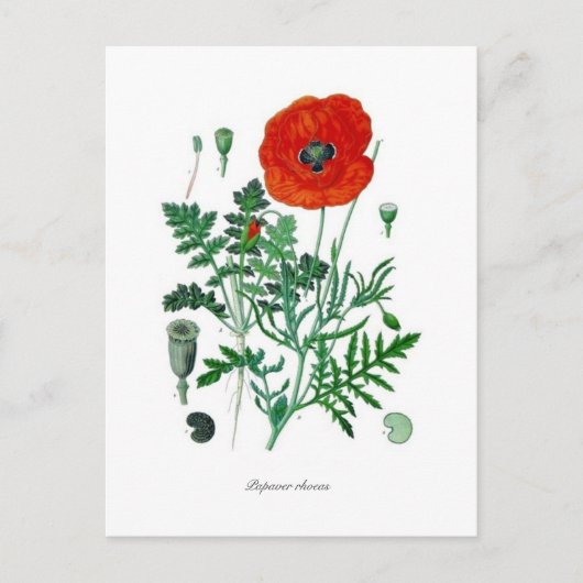 Carte Postale Papaver rhoeas (Devant)