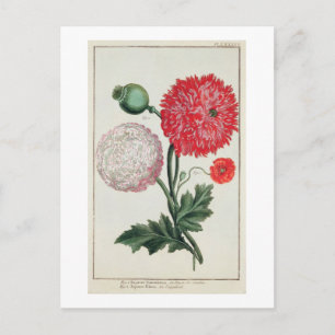 Carte Postale Papaver somniferum et Papaver rheas gravés par G