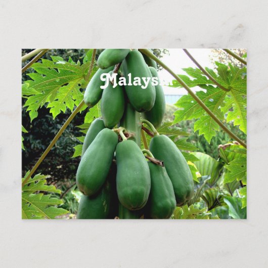 Carte Postale Papaya (Devant)