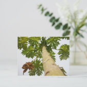 Carte Postale Papaya Tree, Nigeria (Debout devant)