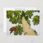 Carte Postale Papaya Tree, Nigeria (Devant / Derrière)