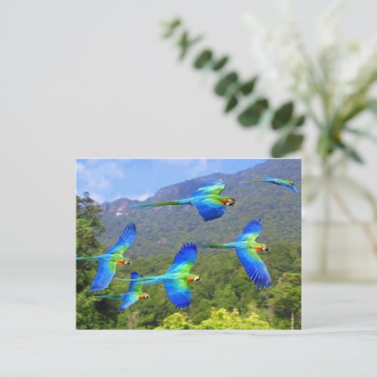 Carte Postale papeai (Debout devant)