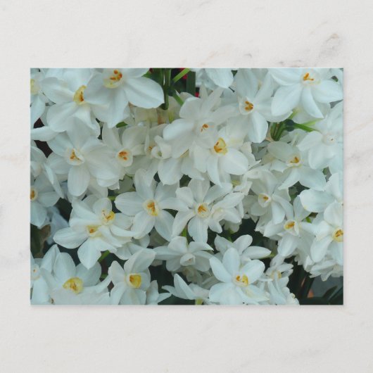 Carte Postale Paperwhite Narcissus Fleurs blanches délicates (Devant)