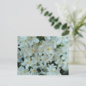 Carte Postale Paperwhite Narcissus Fleurs blanches délicates (Debout devant)