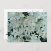 Carte Postale Paperwhite Narcissus Fleurs blanches délicates (Devant / Derrière)
