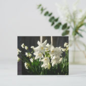 Carte Postale Paperwhites Narcissus (Debout devant)