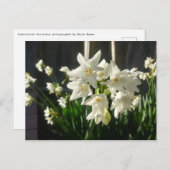 Carte Postale Paperwhites Narcissus (Devant / Derrière)