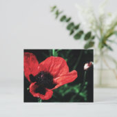 Carte Postale Papery Red Poppy (Debout devant)