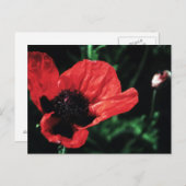 Carte Postale Papery Red Poppy (Devant / Derrière)