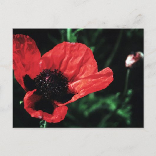Carte Postale Papery Red Poppy (Devant)
