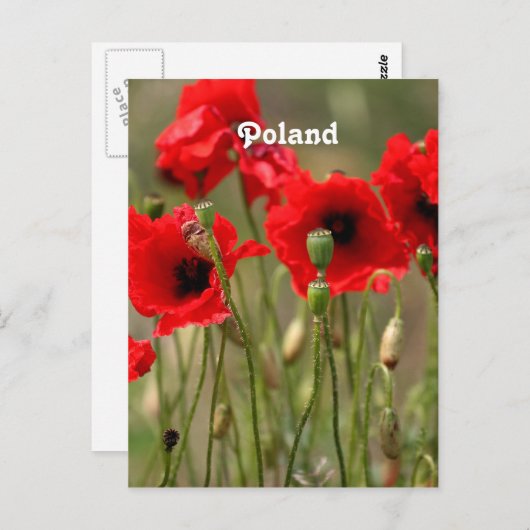 Carte Postale Papes rouges en Pologne (Devant / Derrière)