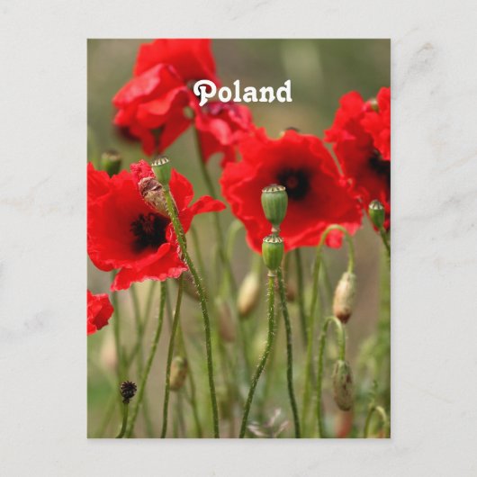 Carte Postale Papes rouges en Pologne (Devant)