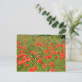 Carte Postale Papes rouges sur le terrain (Debout devant)