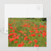 Carte Postale Papes rouges sur le terrain (Devant / Derrière)