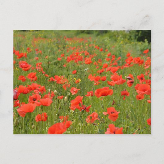 Carte Postale Papes rouges sur le terrain (Devant)