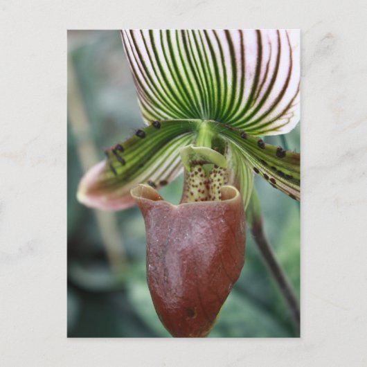 Carte Postale Paphiopedilum dame fleur d'orchidée (Devant)