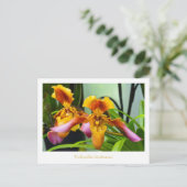 Carte Postale Paphiopedilum hirsutissimum (Debout devant)