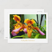 Carte Postale Paphiopedilum hirsutissimum (Devant / Derrière)