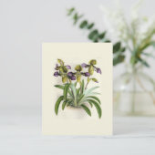 Carte Postale Paphiopedilum hirutissimum par W H Fitch (Debout devant)