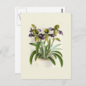 Carte Postale Paphiopedilum hirutissimum par W H Fitch (Devant / Derrière)