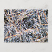 Carte Postale Papier au microscope (Devant)