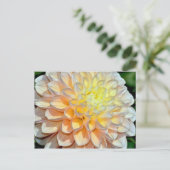 Carte postale papier dahlia rose et jaune (Debout devant)