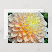 Carte postale papier dahlia rose et jaune (Devant / Derrière)