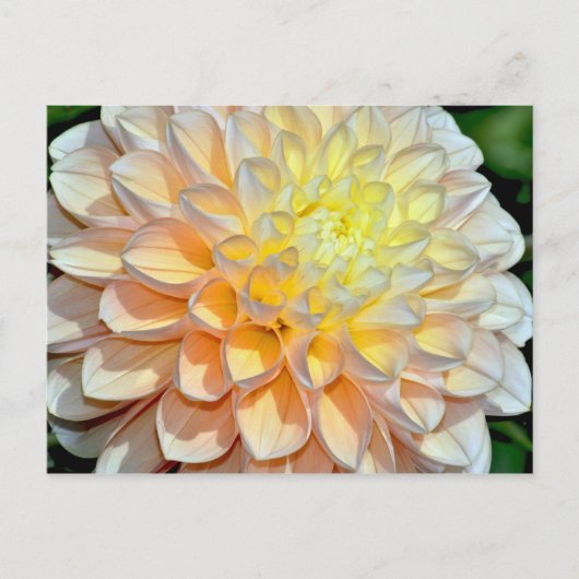 Carte postale papier dahlia rose et jaune (Devant)