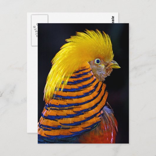 Carte postale papier doré (Devant / Derrière)