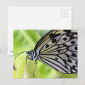 Carte Postale Papier papillon (Devant / Derrière)