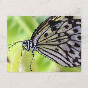 Carte Postale Papier papillon