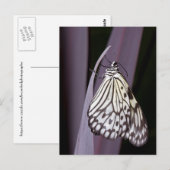 Carte Postale Papier papillon Kite sur violet (Devant / Derrière)