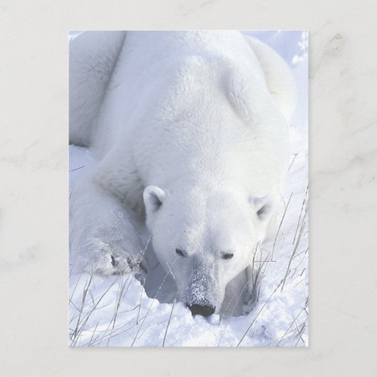 Carte Postale Papier polaire (Devant)