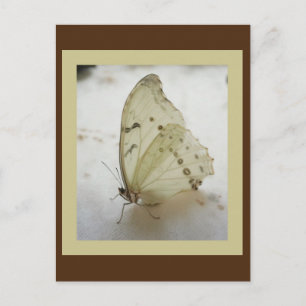 Carte postale Papier transparent
