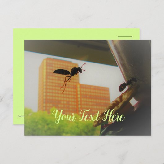 Carte Postale Papier volant et fourrure de charpentier noir (Devant / Derrière)