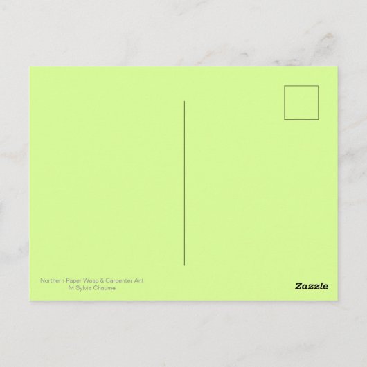 Carte Postale Papier volant et fourrure de charpentier noir (Dos)