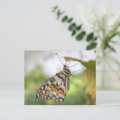 Carte Postale Papilio demoleus (Debout devant)