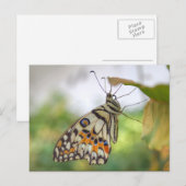 Carte Postale Papilio demoleus (Devant / Derrière)