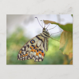 Carte Postale Papilio demoleus